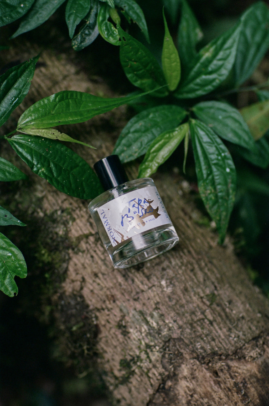 Forest In A Vase | NE x Tara Basro